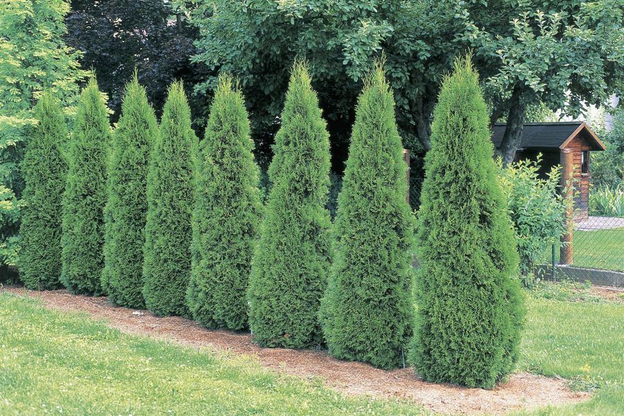 Emerald Green Arborvitae hedge