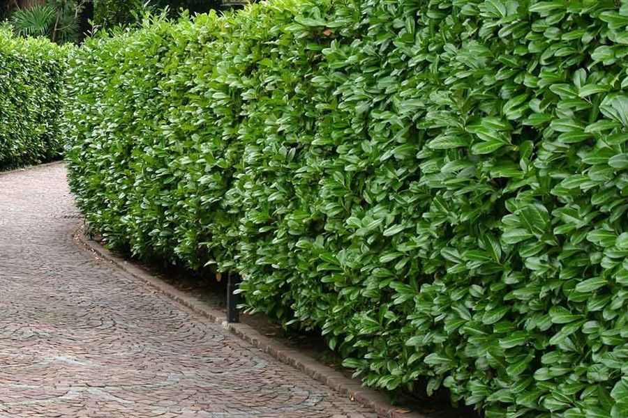 English Laurel hedge