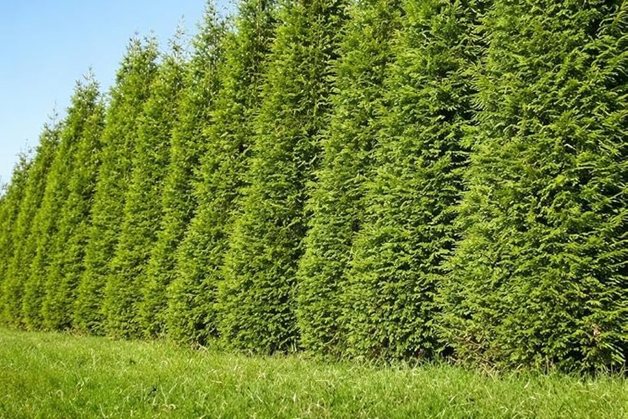 Green Giant Arborvitae hedge