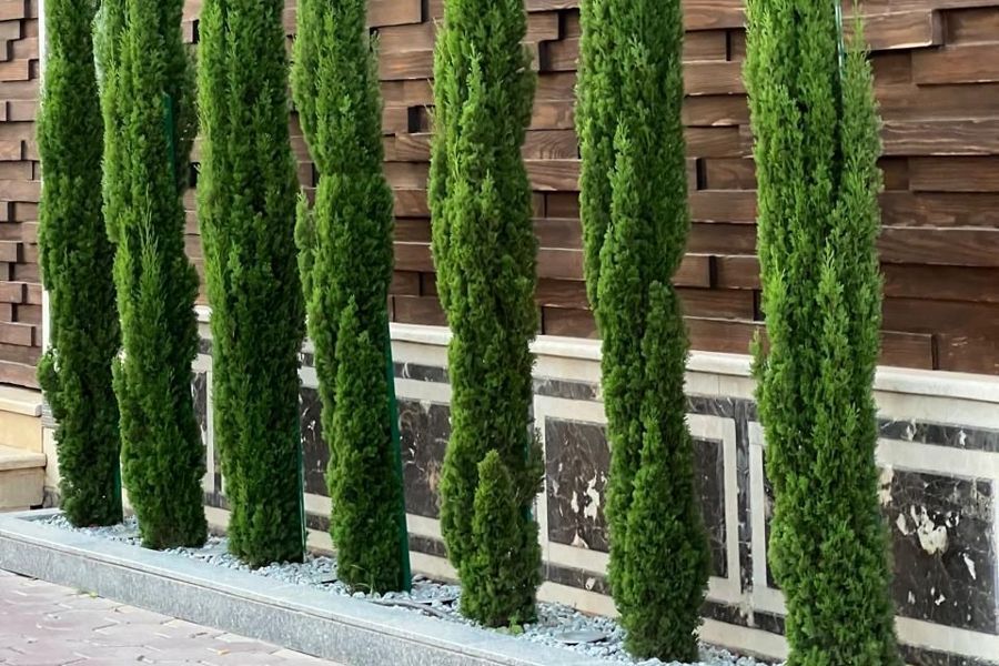 Italian Cypress hedge