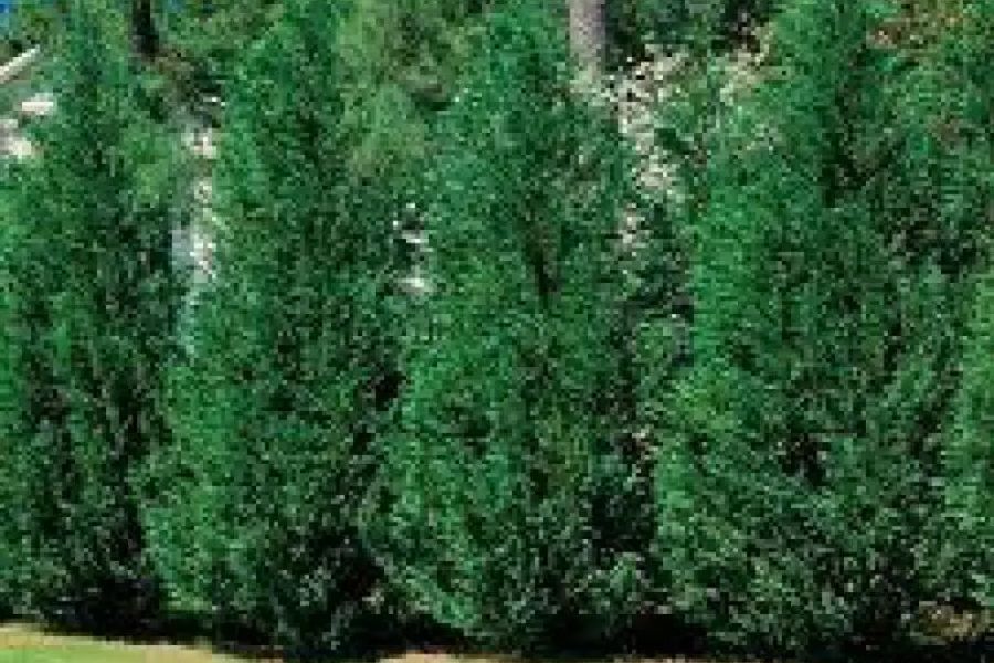 Leyland Cypress hedge