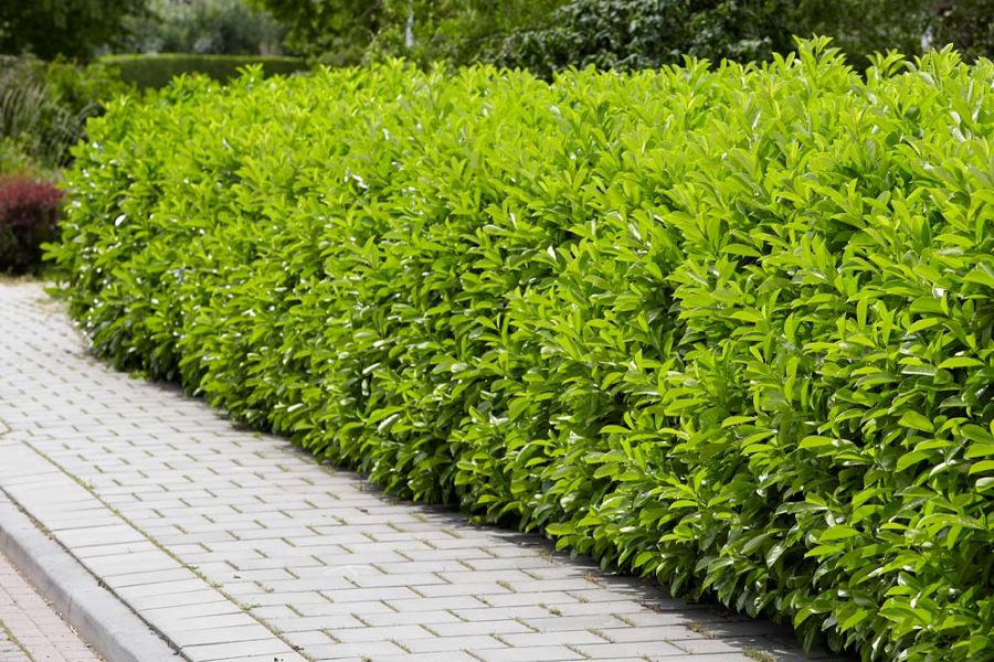 Schip Laurel hedge
